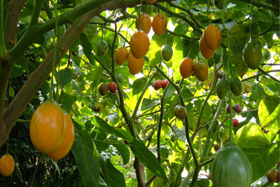/images/0000/0043/fruit_08.jpg