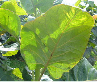 /images/0000/0045/leaf_08.jpg