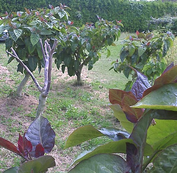 Tamarillos